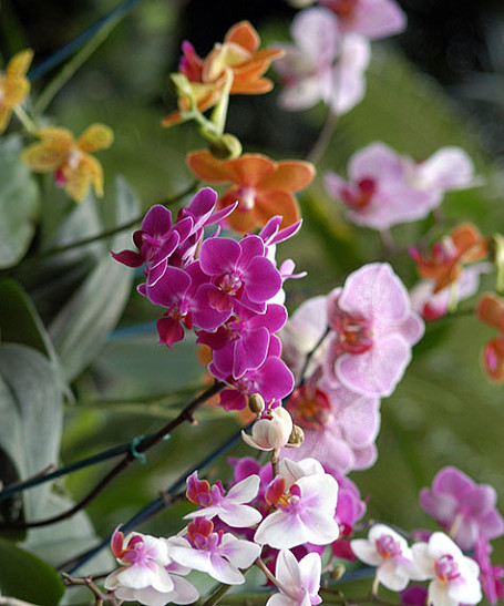 Зимний  фестиваль орхидей