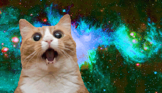 Выпущен первый музыкальный альбом для котов