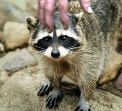 В Петербурге проходит фестиваль енотов