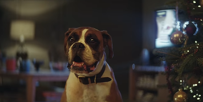 Животные на батуте: рождественский ролик, который взорвал Интернет