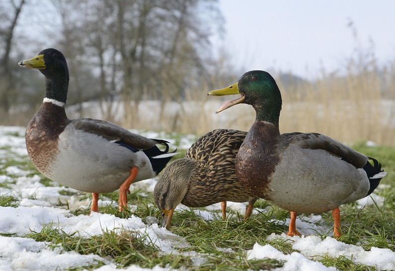 В Китае 20 тысяч уток перекрыли дорожное движение