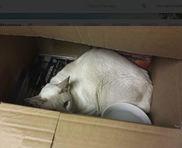 Любовь к коробкам чуть не стоила кошке жизни