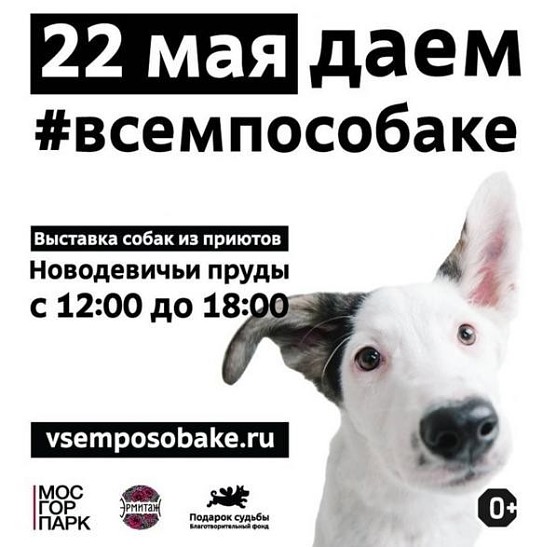 В выходные в Москве пройдет выставка собак из приютов