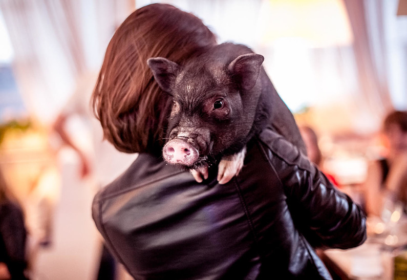 Сегодня ресторан Funny Cabany празднует свое трехлетие