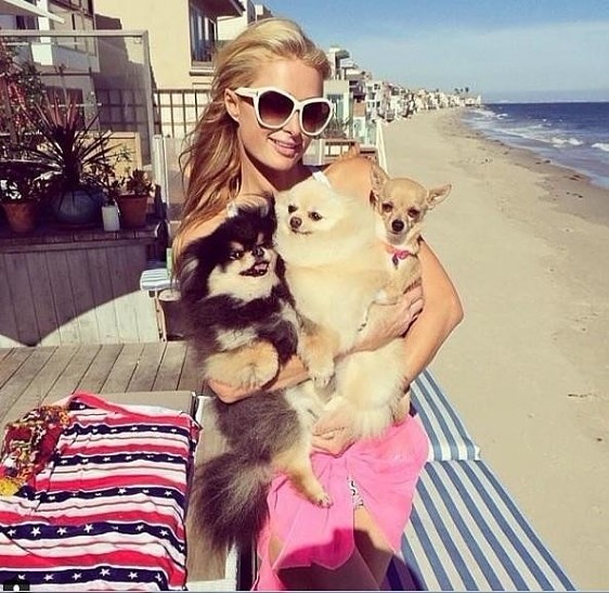 Сами с усами: 7 звездных питомцев в Instagram