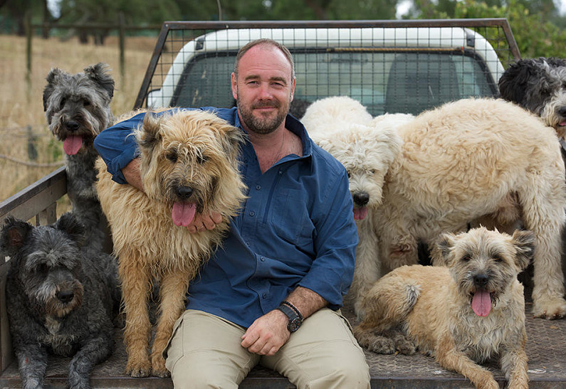 Новая телепрограмма научит зрителей лучше понимать собак