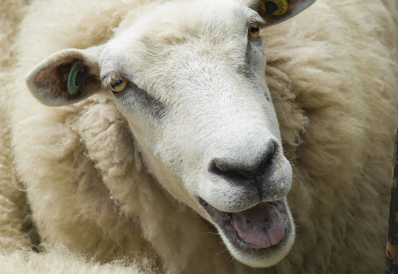 Овцы помогли Google заснять виды улиц