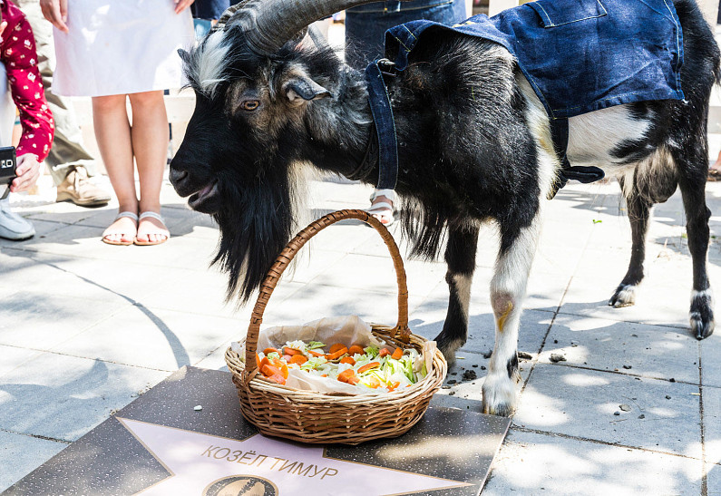 Репортаж: «Городская ферма» ВДНХ пустила звездного козла Тимура в свой огород