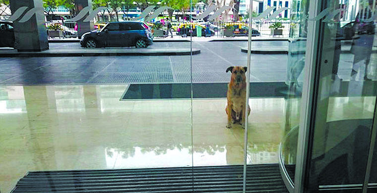 Бездомный пес своей преданностью и настойчивостью заставил стюардессу из Германии забрать его к себе