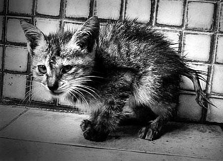 Сегодня отмечают Всемирный день бездомных животных