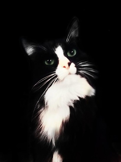 В Москве потерялся кот-актер