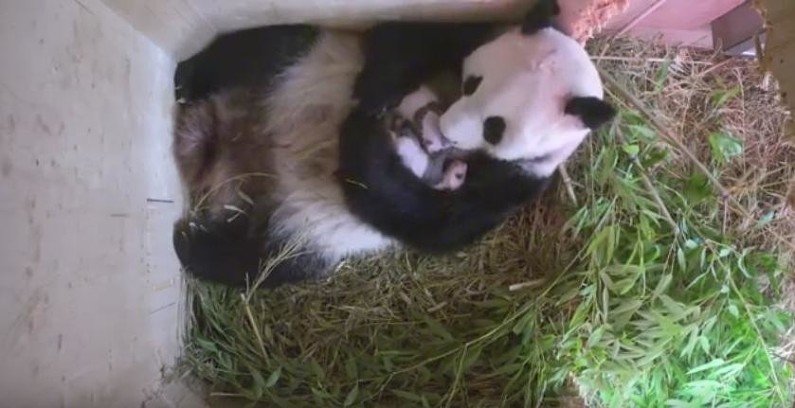 Заботливая мама-панда из венского зоопарка стала звездой YouTube