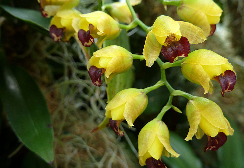 Весна пришла: ежовая орхидея расцвела в «Аптекарском огороде»