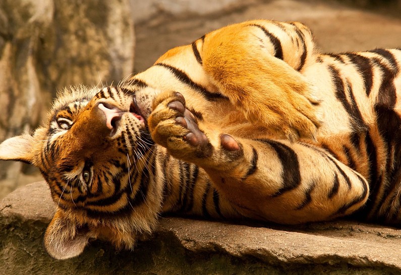 В Москве открывают академию для сотрудников зоопарков и волонтеров