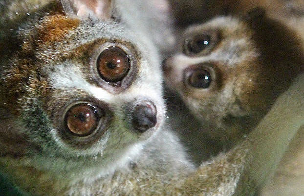 В Московском зоопарке родились детеныши толстых лори