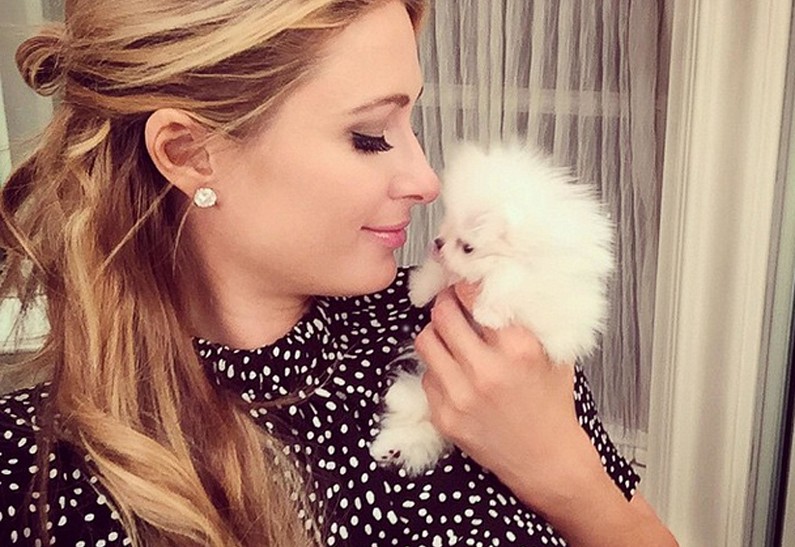 Пропала собака: Пэрис Хилтон заплатит крупную сумму тому, кто найдет потерянного пса