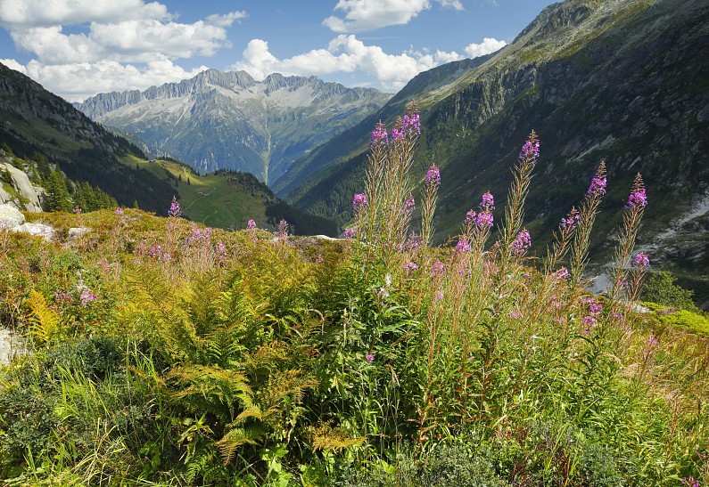 Куда ехать за чистым воздухом и красотой: 5 самых экологичных стран Европы