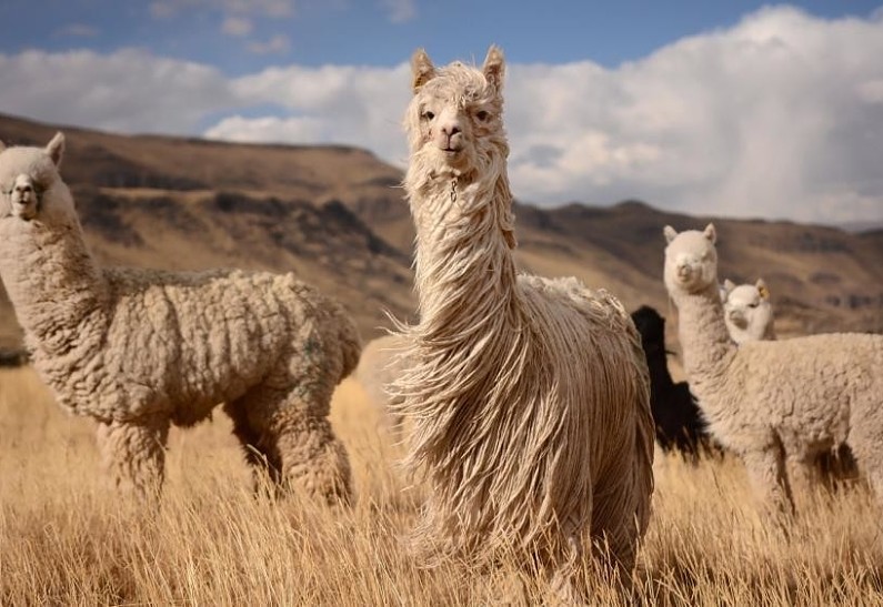 Самый редкий вид альпака на земле впервые приезжает в Россию