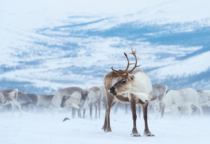 Дикие северные олени Лапландского заповедника станут главными героями новогодней кампании WWF России