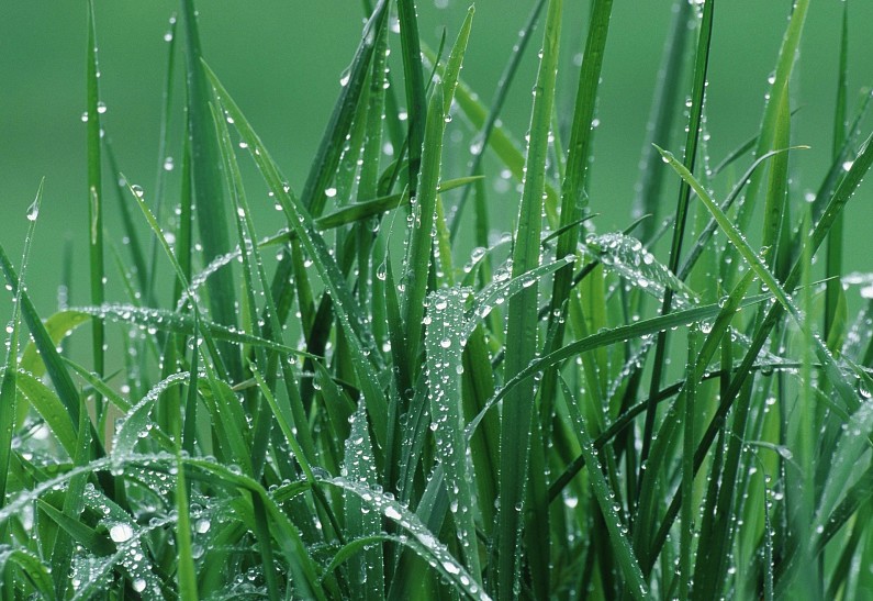 Зеленая гвардия: ароматы свежескошенной травы снова в моде