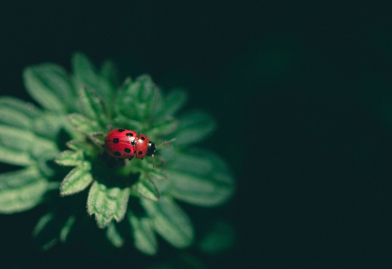 Может ли жидкий хлорофилл избавить от акне?