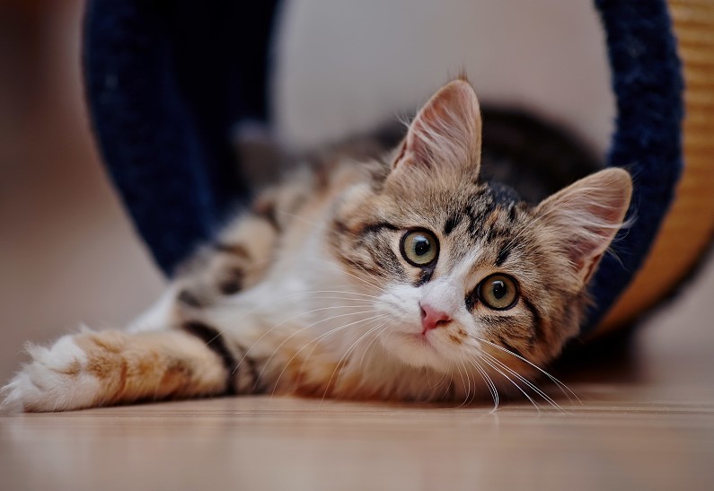 5 способов подружиться с котом: советы от Dreamies