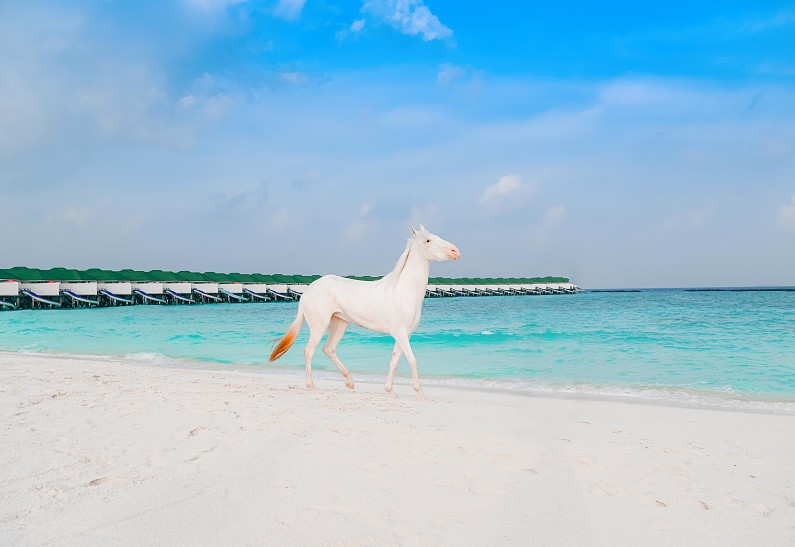 Курорт Siyam World представляет первое на Мальдивах конное ранчо