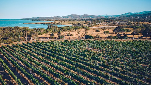Уик-энд на Сардинии: сбор урожая винограда и аперитив  из местных деликатесов среди лоз