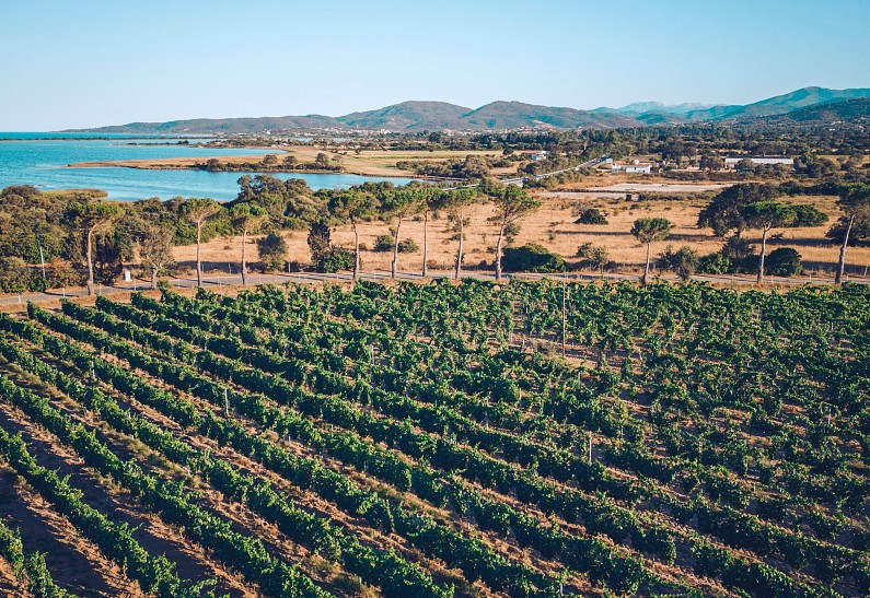 Уик-энд на Сардинии: сбор урожая винограда и аперитив  из местных деликатесов среди лоз