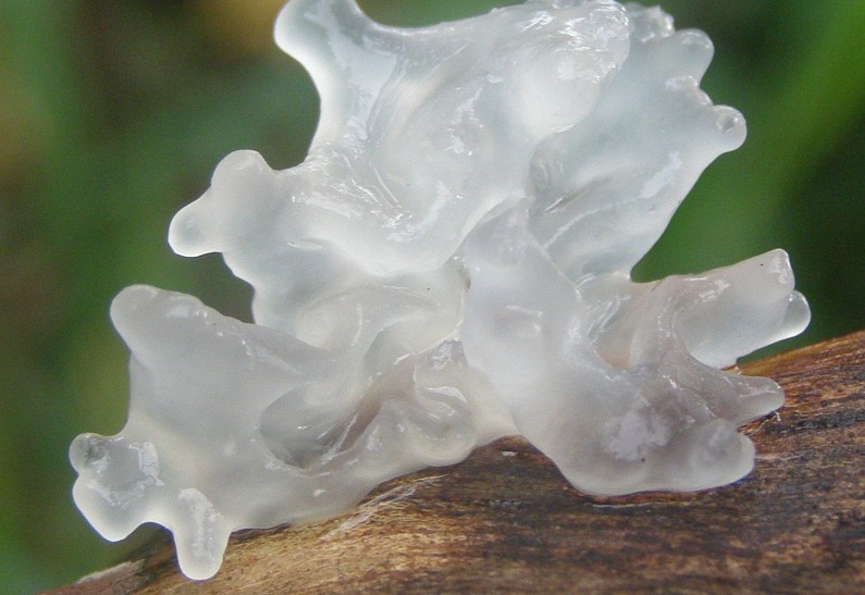 Морской мох, снежный гриб, коллоидная овсянка и другие необычные ингредиенты в косметике