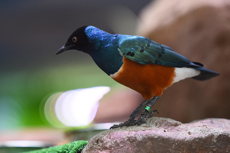 Трехцветный спрео