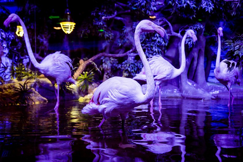 Фламинго обыкновенный