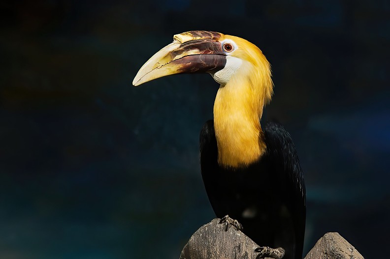 Папуасский калао