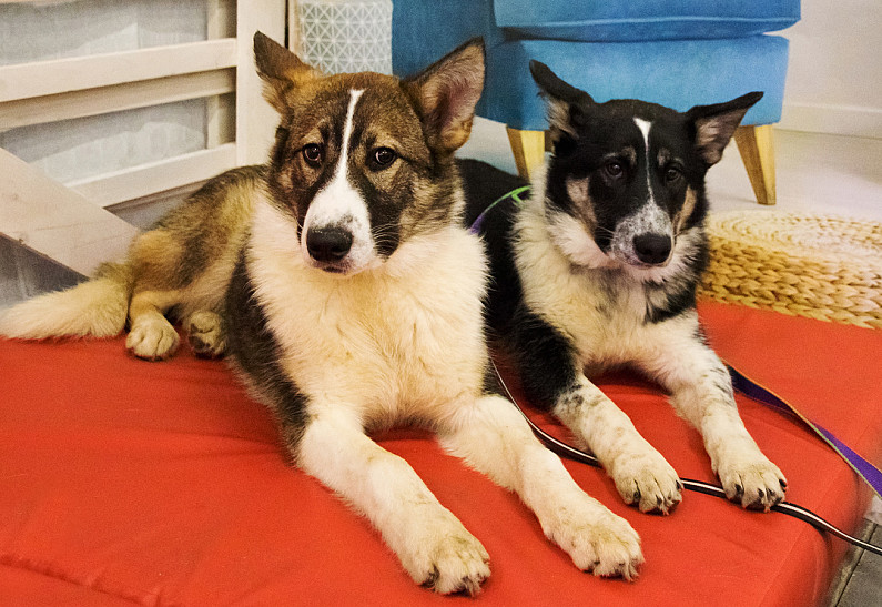 Центр «Юна» и Музей Москвы проведут выставку-пристройство животных из приюта