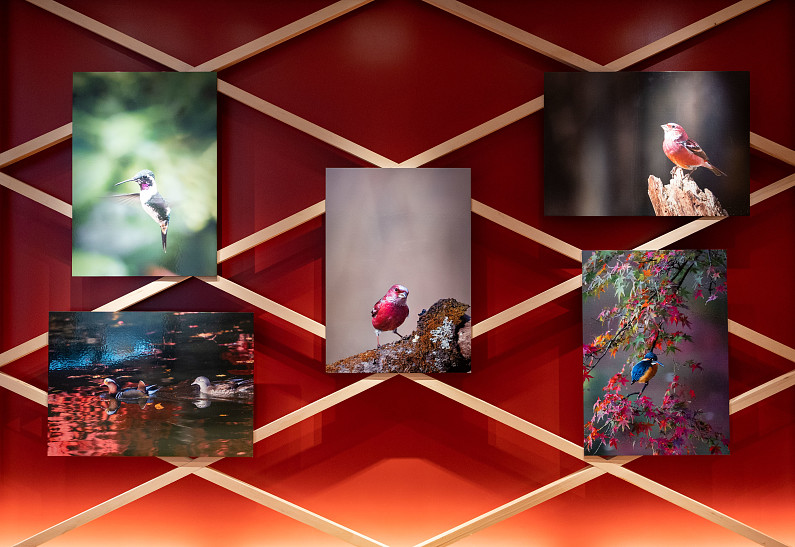 Chopard представляет часы L.U.C XP BirdLife