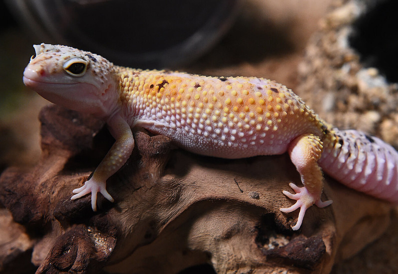 «Секреты обитателей пустыни»: познавательные занятия в Крокус Сити Океанариуме