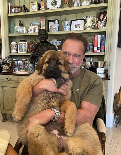 Арнольд Шварценеггер