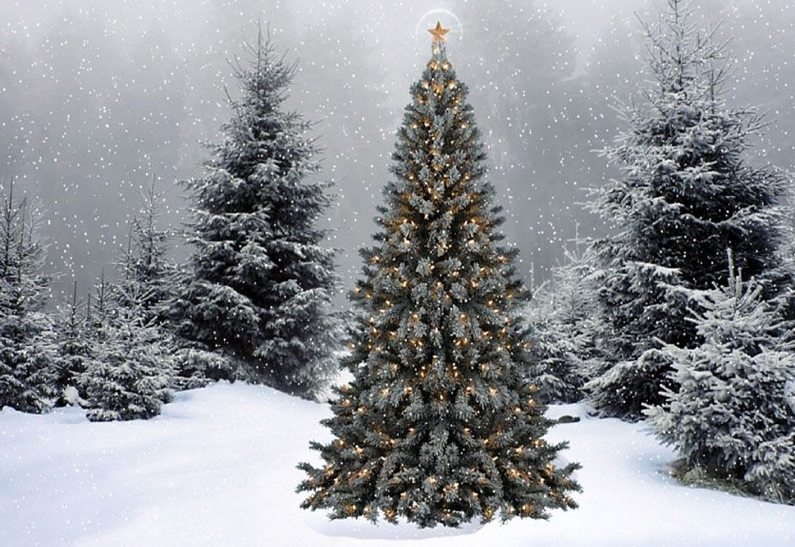 «Сказочная елка»: выставка хвойных растений пройдет на ВДНХ