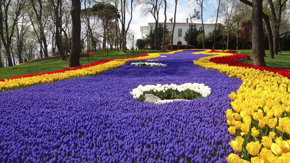 Международный фестиваль тюльпанов пройдет в Стамбуле