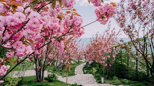 В Крыму пройдет ежегодный Фестиваль цветения Сакуры