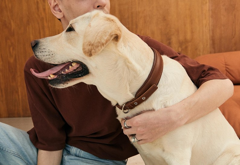 Werf Pets: бренд «Верфь» посвятил новое направление любимым питомцам