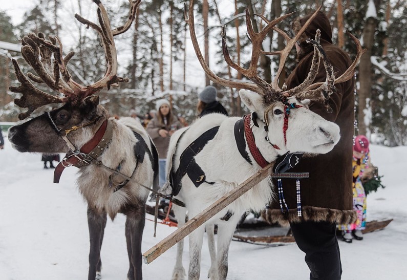 Сафари у порога столицы: где зима становится приключением