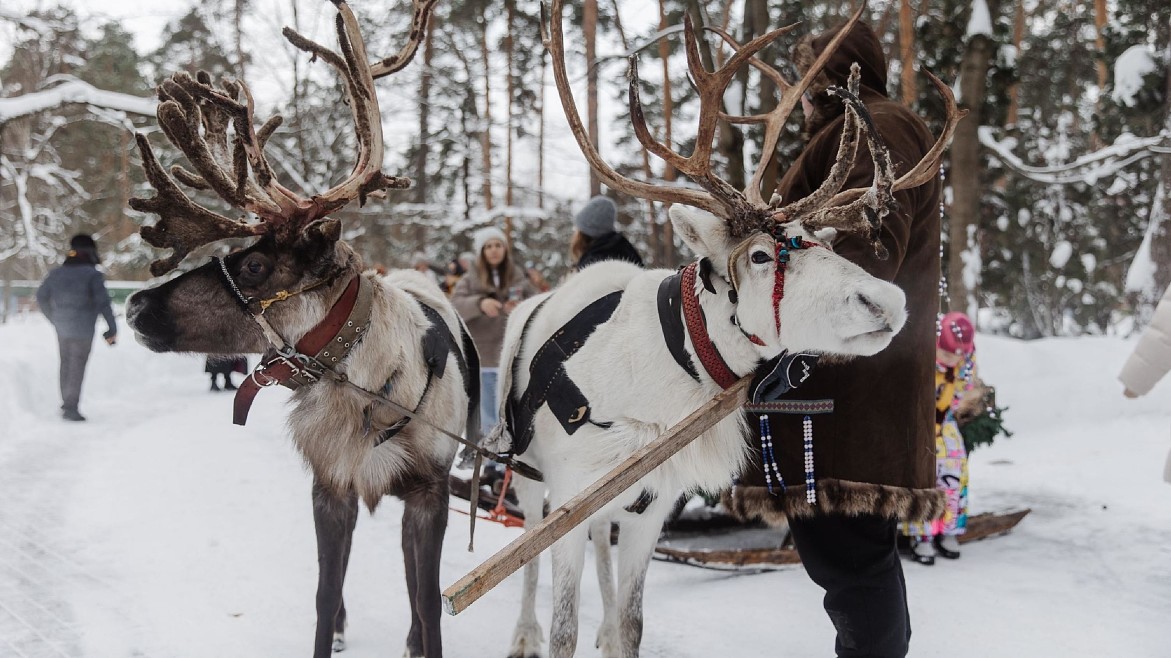 Сафари у порога столицы: где зима становится приключением