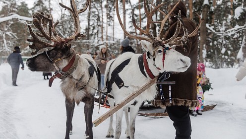 Сафари у порога столицы: где зима становится приключением