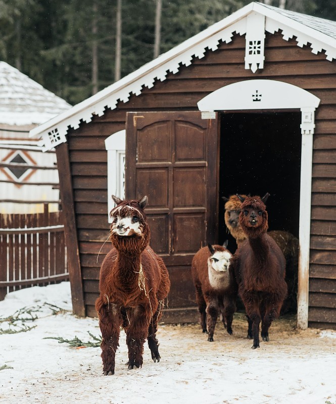 Сафари у порога столицы: где зима становится приключением