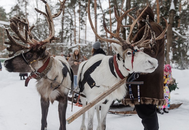 Сафари у порога столицы: где зима становится приключением