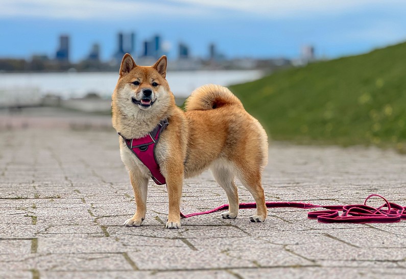 Семейные кофейни «Андерсон» теперь доступны для посетителей с домашними питомцами