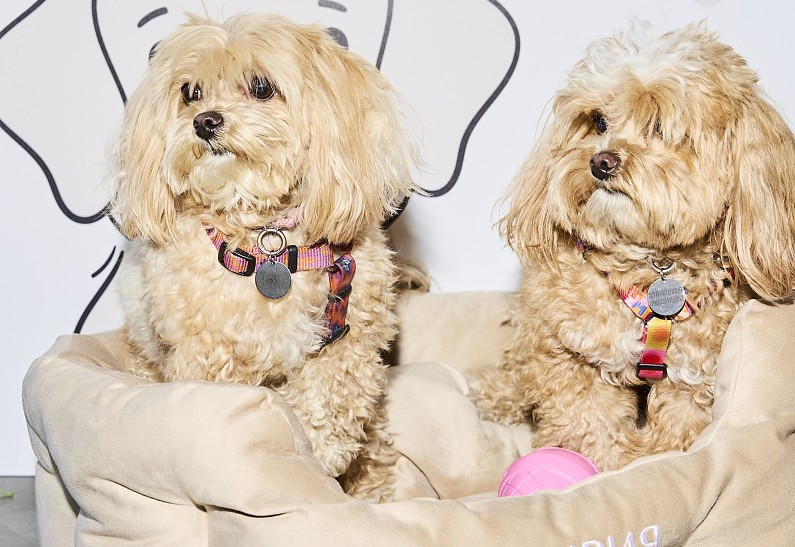 Курорт «Мрия» и компания «Валта Пет Продактс» представили стандарты pet-friendly путешествий по России