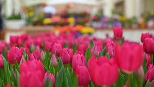 В Москве пройдет цветочная ярмарка «Пассаж в цветах»