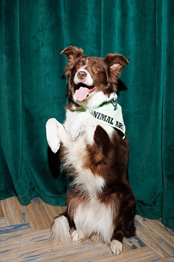 Собака Шани